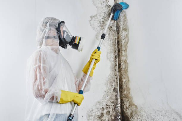 Best Emergency Mold Remediation in Lathrup Village, MI